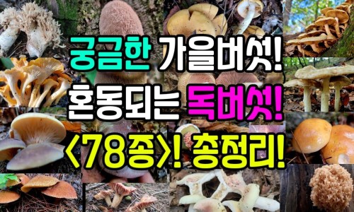 橘红功效与作用及禁忌网 | 橘红的功效和用法,橘红的功效和用法