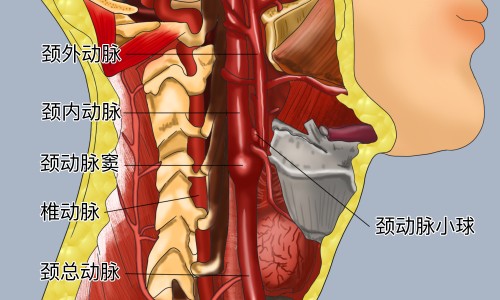橘红的功效和用法-橘红功效与作用及禁忌网 | 橘红的功效和用法,橘红的功效和用法