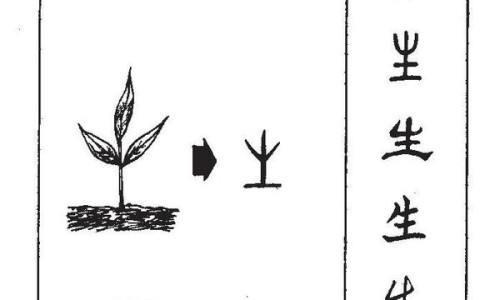陈皮化橘红功效与作用及禁忌-橘红功效与作用及禁忌网 | 橘红的功效和用法,橘红的功效和用法